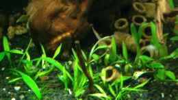 Foto mit Cryptocoryne parva+Cryptocoryne petchii Pink