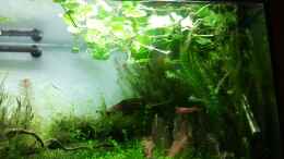 aquarium-von-devilchen11-fantasy-forest_Brasilianischer Wassernabel...Stellata