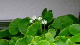 aquarium-von-piscis-becken-2371_Blüten vom Hydrocotyle leucocephala - Brasilianischer Wasse