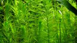 aquarium-von-piscis-becken-2371_Myriophyllum elatinoides - Tannenähnliches Tausendblatt