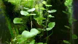 aquarium-von-piscis-becken-2371_Hydrocotyle leucocephala - Brasilianischer Wassernabel