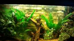 aquarium-von-martin-bolz-becken-23725_