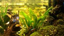 aquarium-von-martin-bolz-becken-23725_