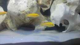 Foto mit Labidochromis caeruleus Yellow