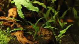 aquarium-von-annika-becken-23904_Cryptocoryne wendtii