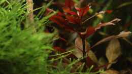 aquarium-von-annika-becken-23904_Ludwigia repens rubin