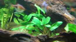 aquarium-von-berlin42-130cm-asiatisches-flachwasser-biotop_Cryptocoryne wendtii grün