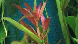 aquarium-von-de-o-echi-topf_Alternanthera reineckii