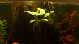 aquarium-von-kai-heermann-becken-23929_anubia var. nana