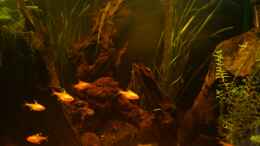 aquarium-von-kai-heermann-becken-23929_Vallisneria im Hintergrund