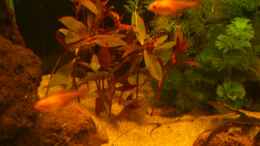 aquarium-von-kai-heermann-becken-23929_Ludwigia 