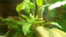 aquarium-von-patrick-scheffer-dorsten-riftvalley-aufgeloest_Anubias congensis