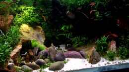 aquarium-von-snooze-little-dschungel_Becken von links