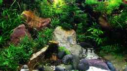 aquarium-von-snooze-little-dschungel_Neuseelandgras