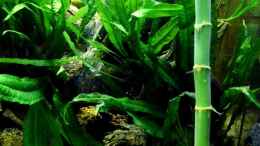 aquarium-von-snooze-diskus-forest----nur-noch-als-beispiel_Lucky Bamboo und Javafarn