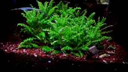 aquarium-von-snooze-becken-24038_Pogostemon helferi