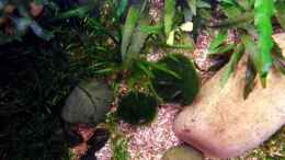 aquarium-von-snooze-becken-24038_14.04.2013