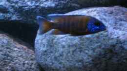 aquarium-von-christian-hold-becken-2408_Aulonocara hansbeanschi 