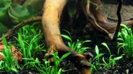 aquarium-von-snooze-humphead-und-killis-home--ist-verkauft-----_Cryptocoryne parva