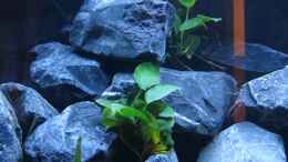 aquarium-von-bastib-mbuna-bay_Anubias nana