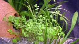 aquarium-von-deino-rio-ucayali_Micranthemum umbrosum