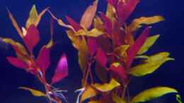 aquarium-von-deino-rio-ucayali_Alternanthera reineckii