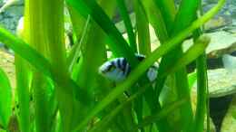 aquarium-von-afra-malawi_vallisneria gigantea