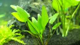 aquarium-von-axolotl-guppytraum-nur-noch-als-beispiel_cryptocoryne wendtii green