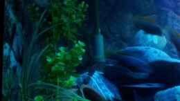 aquarium-von-frankenwasser-mein-malawi-tank_meine Pflanze