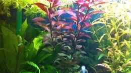 aquarium-von-nastassjamario-t-asia-dreams_ludwigia repens rubin