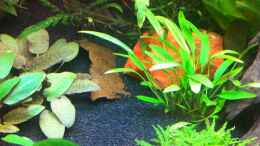 aquarium-von-nastassjamario-t-asia-dreams_Pogostemon helferi