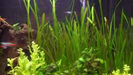 aquarium-von-kaktus-jones-tierheim_Vallisneria spiralis - Schrauben-Vallisnerie, Sumpfschraube