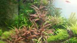 aquarium-von-marcel-reiter-becken-24945_Hygrophylla pinnatifida