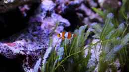 Foto mit Amphiprion ocellaris - Anemonenfisch