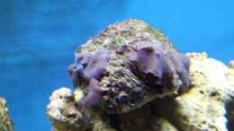 aquarium-von-christian-hoese-meerwasser-aquarium_Blaue Scheibenanemone