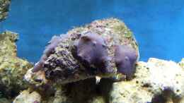 aquarium-von-christian-hoese-meerwasser-aquarium_Blaue Scheibenanemone