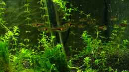 aquarium-von-patrick-stobbe-becken-2503_Rasbora hengeli