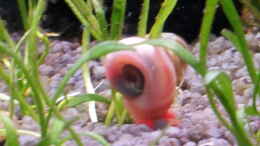 Foto mit Posthornschnecke rot/ orange