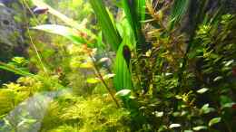 aquarium-von-michel-amazonas-in-the-corner_01.01.2013