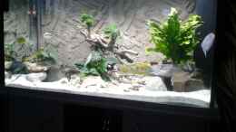 aquarium-von-frank-lefers-becken-25097_