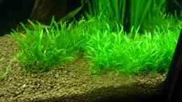 aquarium-von-mario-boesch-mein-erstes-aq-lido-120_2x Gras (2012-12-18)