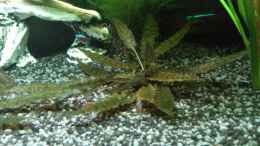 aquarium-von-stephan-gross-becken-25103_Cryptocoryne wendtii Tropica