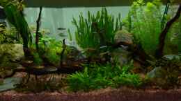 aquarium-von-zewana-becken-25105_Zewanas kleines Biotop