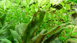 aquarium-von-zewana-becken-25105_ Cryptocoryne Wendtii Tropica und INDISCHER WASSERFREUND HYG