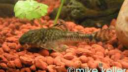 aquarium-von-mike-keller-becken-2511_LDA25/Parotocinclus jumbo/Pitbull Pleco