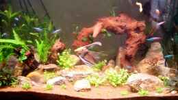 aquarium-von-neulinger-becken-25121_