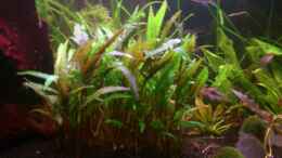 aquarium-von-aqua-rist-fluval-roma_