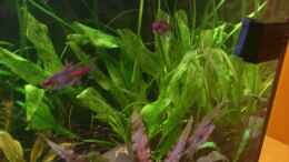 aquarium-von-aqua-rist-fluval-roma_