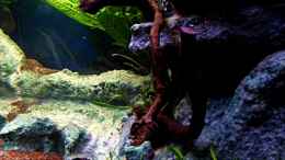 aquarium-von-snooze-juwel-vision-190_31-01-2013