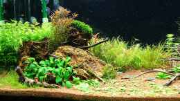 aquarium-von-torsten-thiel-becken-25160_